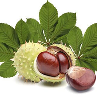Castaño de Indias italiano